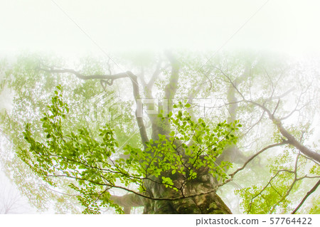 Fog, tree, fisheye, circular composition Fog, tree, fisheye, circular composition 57764422