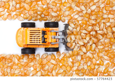 Surface of dry corn kernels on white table Surface of dry corn kernels on white table 57764423