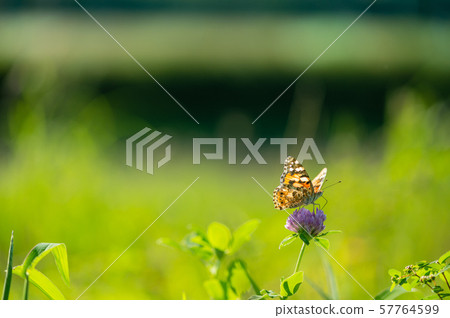 鯊魚的鬍子 57764599