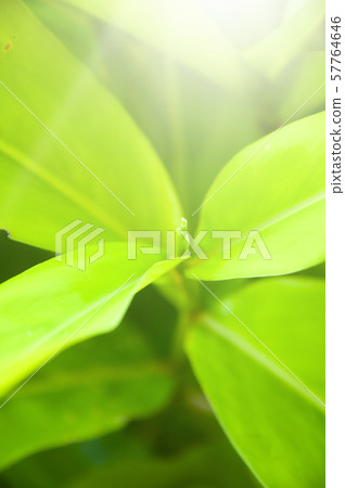 Closeup nature view of Green leaf in garden Closeup nature view of Green leaf in garden 57764646
