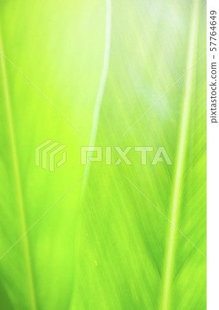 Closeup nature view of Green leaf in garden Closeup nature view of Green leaf in garden 57764649