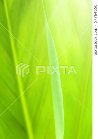 Closeup nature view of Green leaf in garden Closeup nature view of Green leaf in garden 57764650