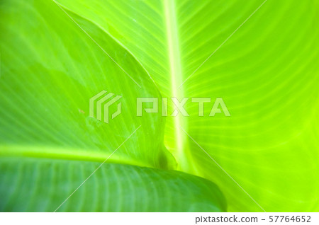 Closeup nature view of Green leaf in garden 57764652