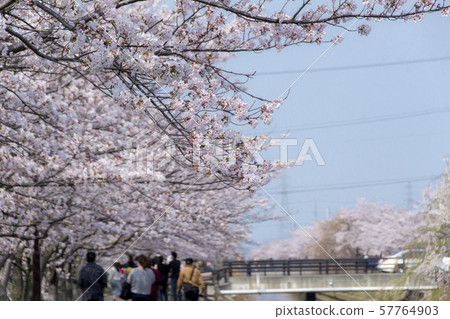 櫻花項鍊/愛知縣稻澤市 57764903