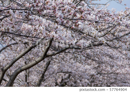 櫻花項鍊/愛知縣稻澤市 櫻花項鍊/愛知縣稻澤市 57764904