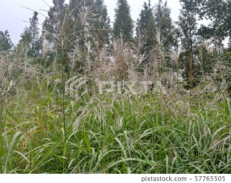 Bush / plant Bush / plant 57765505