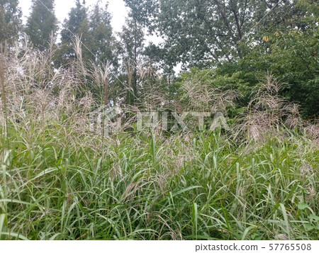 Bush / plant Bush / plant 57765508