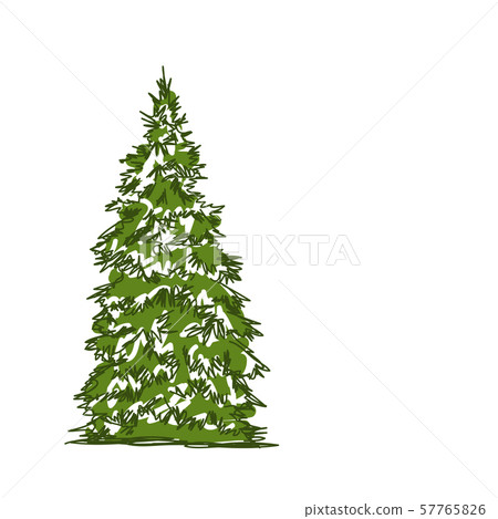Pine tree isolated on white, sketch for your 57765826