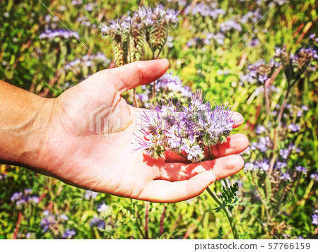 Hand flower beautiful touching woman nature Hand flower beautiful touching woman nature 57766159
