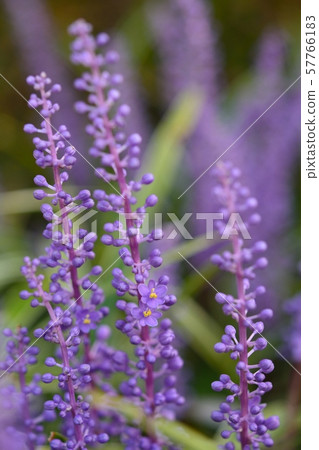 Raven Yabran 57766183