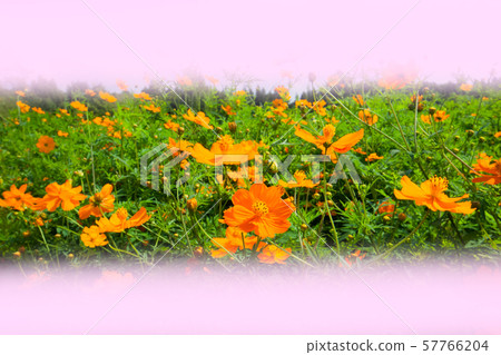 宇宙在Bihoku山坡公園盛開。在風中搖曳 57766204