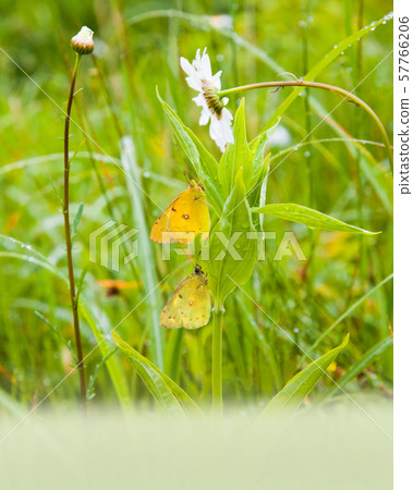 休息在八achi沼澤的角落的兩三隻蝴蝶。這是一個安靜的風景。 57766206
