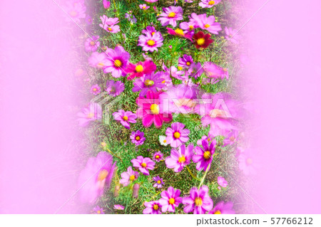 波斯菊盛開。在風中搖曳請提供背景圖片。 57766212