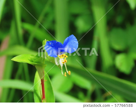 亞洲白花 57766588