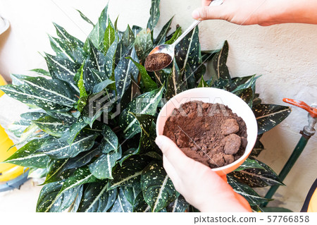 Person apply spent grounded coffee powder as Person apply spent grounded coffee powder as 57766858