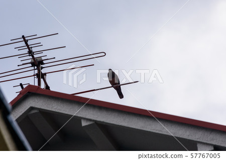 Turtledove  57767005