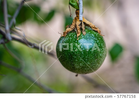 A Fresh green passion fruit on vine from frame. 57767158