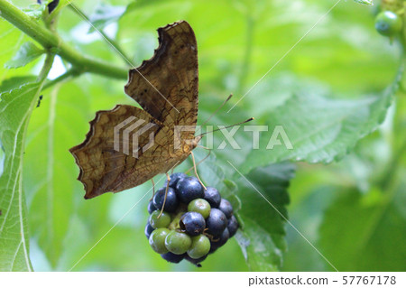 Kitateha that perches on Lantana Kitateha that perches on Lantana 57767178