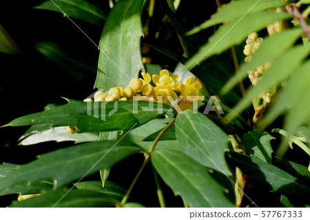 在中原三鷹盛開的黃色細穗冬青人參 57767333