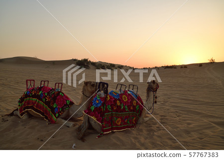 Camel staring at the sunset 57767383