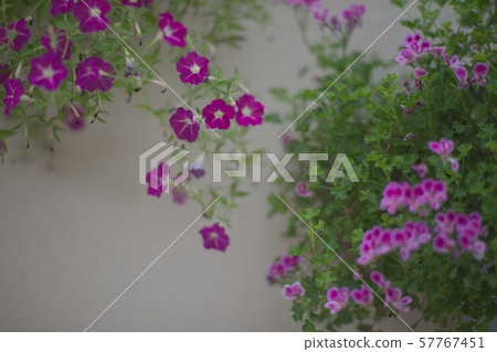 牆花 57767451