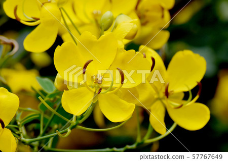 開花在三鷹中原的黃色Kobanensena花 開花在三鷹中原的黃色Kobanensena花 57767649
