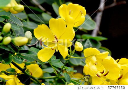 開花在三鷹中原的黃色Kobanensena花 開花在三鷹中原的黃色Kobanensena花 57767650