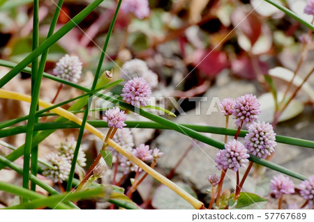 在三鷹中原開花的粉紅色的himetsuborusa 57767689
