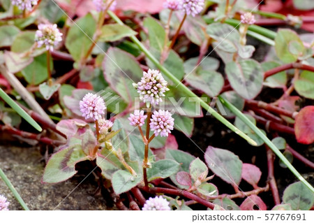 在三鷹中原開花的粉紅色的himetsuborusa 57767691