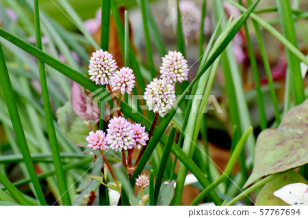在三鷹中原開花的粉紅色的himetsuborusa 在三鷹中原開花的粉紅色的himetsuborusa 57767694