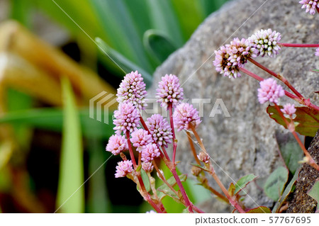 在三鷹中原開花的粉紅色的himetsuborusa 57767695