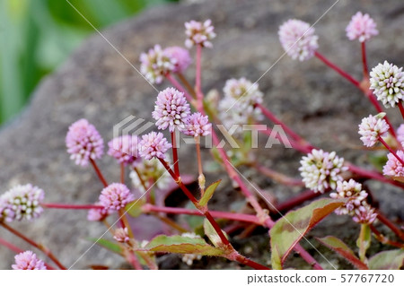 Pink himetsuborusa which blooms in Mitaka Nakahara Pink himetsuborusa which blooms in Mitaka Nakahara 57767720