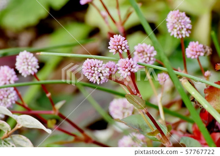 Pink himetsuborusa which blooms in Mitaka Nakahara Pink himetsuborusa which blooms in Mitaka Nakahara 57767722