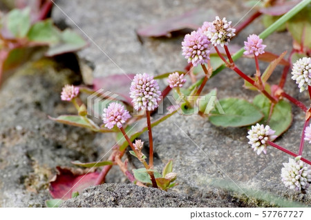 Pink himetsuborusa which blooms in Mitaka Nakahara 57767727