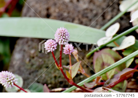 Pink himetsuborusa which blooms in Mitaka Nakahara Pink himetsuborusa which blooms in Mitaka Nakahara 57767745