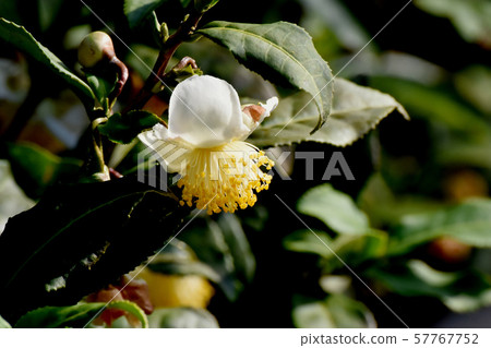 White flower blooming in Mitaka Nakahara 57767752