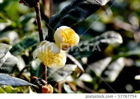 開花在三鷹中原的白花 57767754