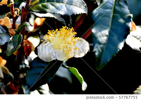 開花在三鷹中原的白花 57767755