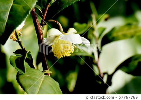 White flower blooming in Mitaka Nakahara 57767769
