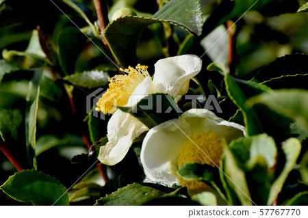 White flower blooming in Mitaka Nakahara White flower blooming in Mitaka Nakahara 57767770