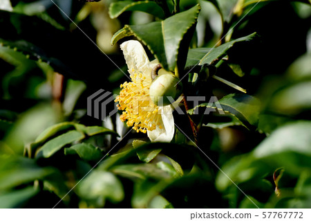 White flower blooming in Mitaka Nakahara 57767772