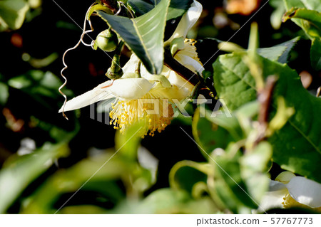 White flower blooming in Mitaka Nakahara 57767773