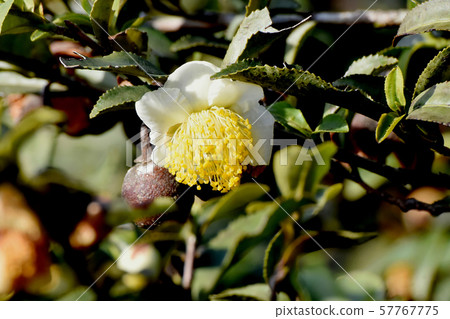White flower blooming in Mitaka Nakahara 57767775
