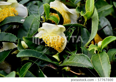 開花在三鷹中原的白花 57767800
