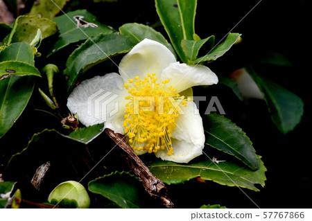 White flower blooming in Mitaka Nakahara 57767866