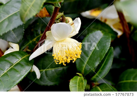 開花在三鷹中原的白花 57767873