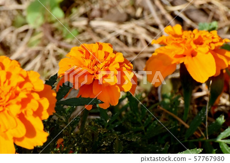 橙色萬壽菊盛開在三鷹中原 57767980