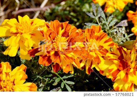 Yellow and brown marigold blooming in Mikasa Nakahara 57768021
