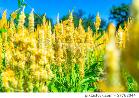 Celosia plant flower [Nagano Prefecture] 57768044