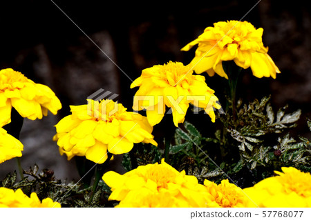 Yellow marigold blooming in Mitaka Nakahara Yellow marigold blooming in Mitaka Nakahara 57768077